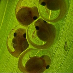 Meet your Posher, Lily